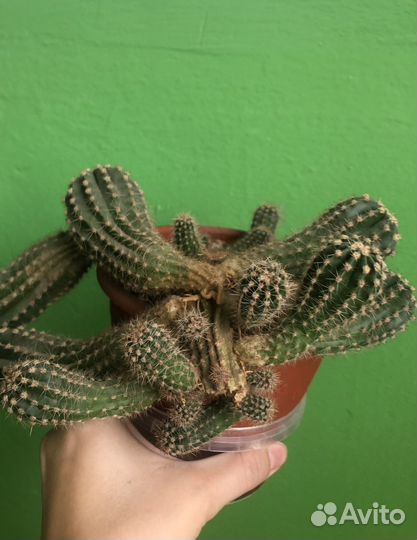 Комнатные растения в дар