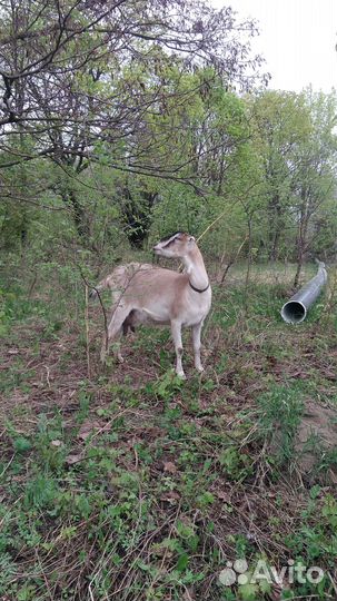 Коза дойная ламанча