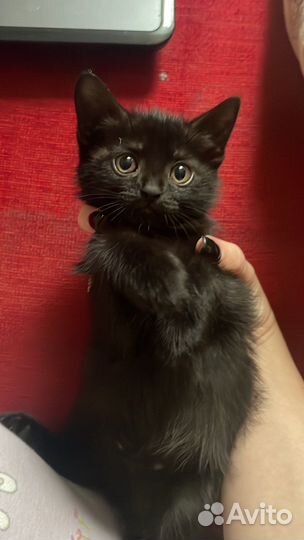 Кошки в добрые руки