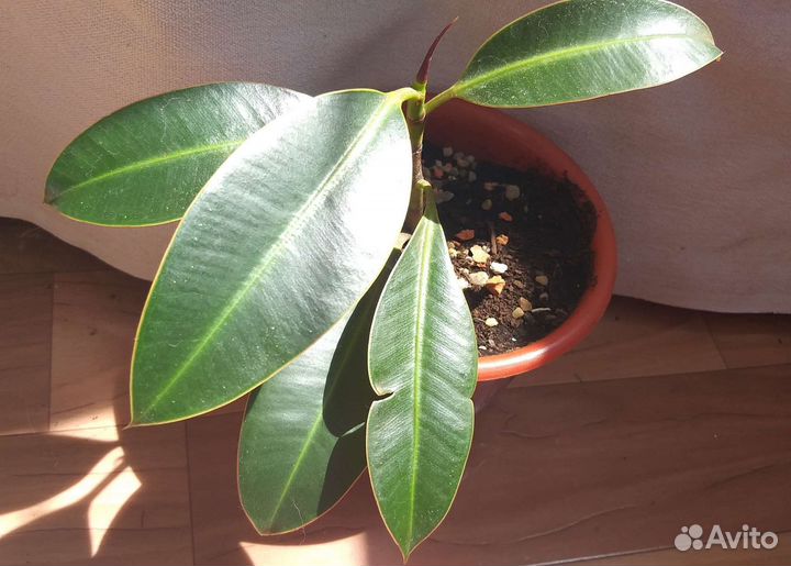 Фикус каучуконосный