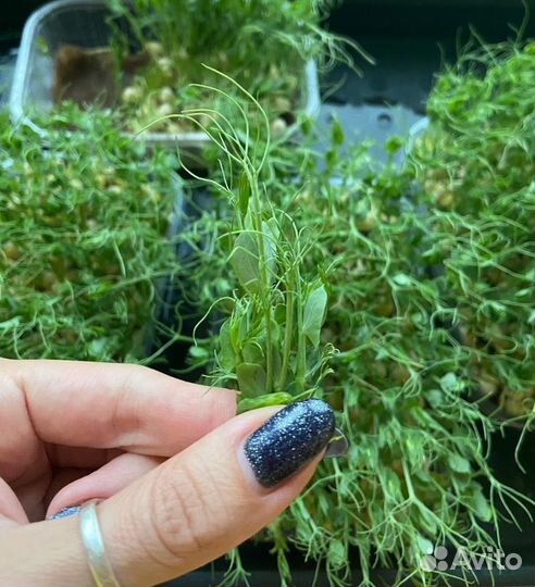 Семена Горох Мадрас Зеленый на микрозелень 1кг