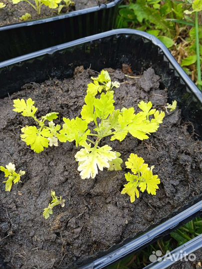 Саженцы садовой ромашки низкорослой