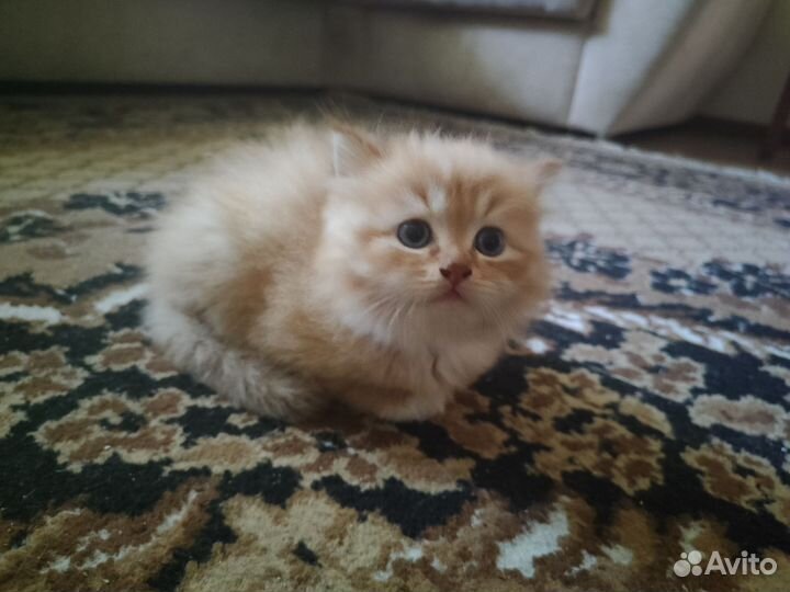 Котик отдам