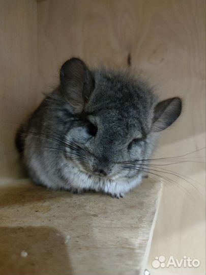Шиншилла Ангора
