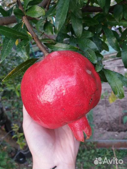 Гранаты саженцы