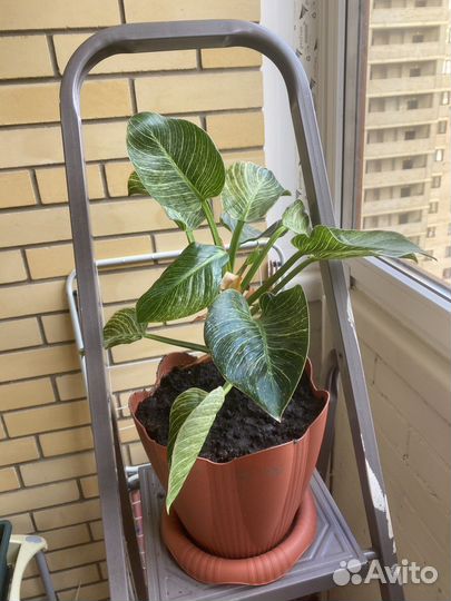 Комнатные цветы Филодендрон