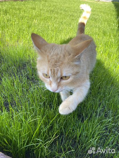 Кошка в дар