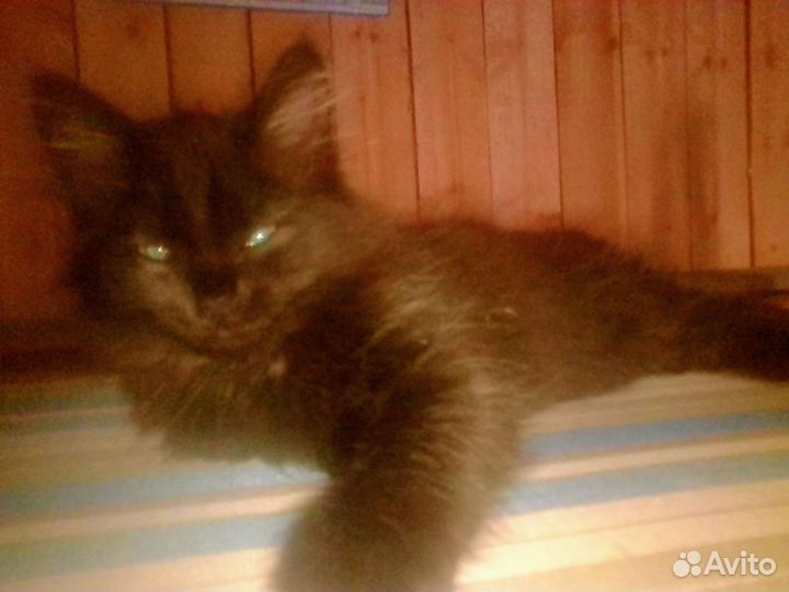 Котёнок