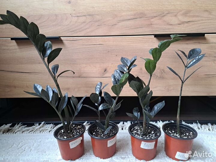 Замиокулькас рейвен