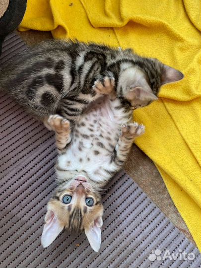 Бенгальские котята