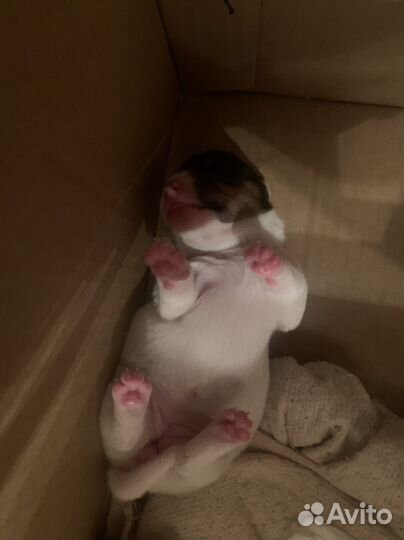 Собаки щенки джек рассел