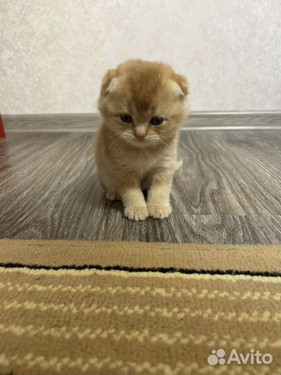 Шотландские вислоухие котята