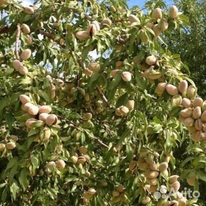 Саженцы Миндаль (плодовый)