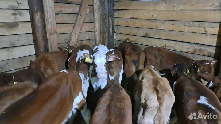 Бычки телята быстрая доставка