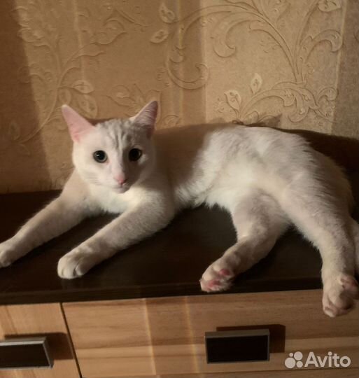 Турецкая ангора