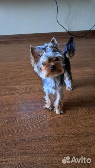 Вязка Йоркширский терьер