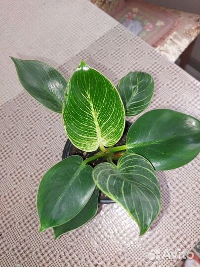 Комнатные цветы