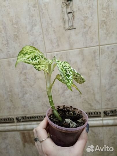 Диффенбахия рефлектор