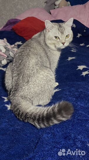 Молодой шотланский кот вязка