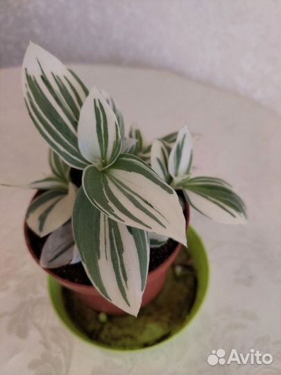 Традисканция Альба