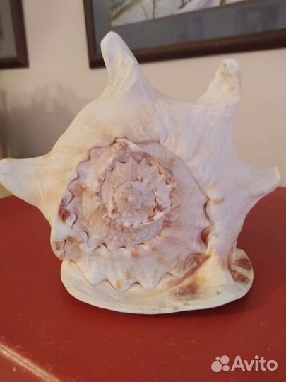 Морские ракушки