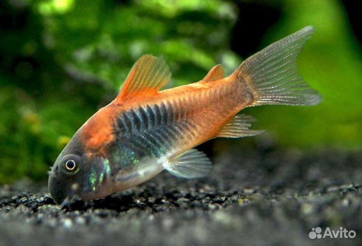 Аквариумные рыбки