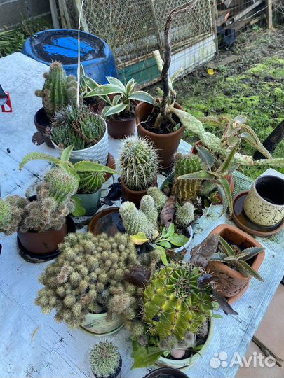 Кактусы и суккуленты