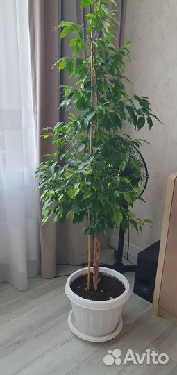 Фикус бенджамина