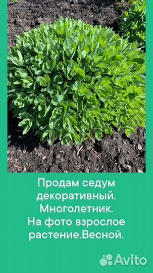 Седум видный, очиток саженцы