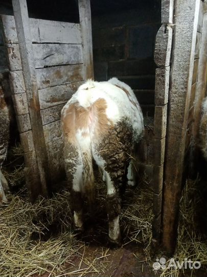 Бычки и быки