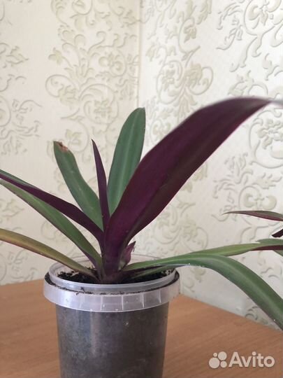 Комнатный цветок рэо