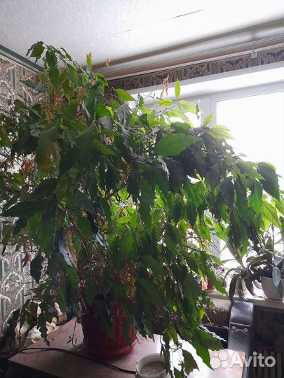 Китайская роза