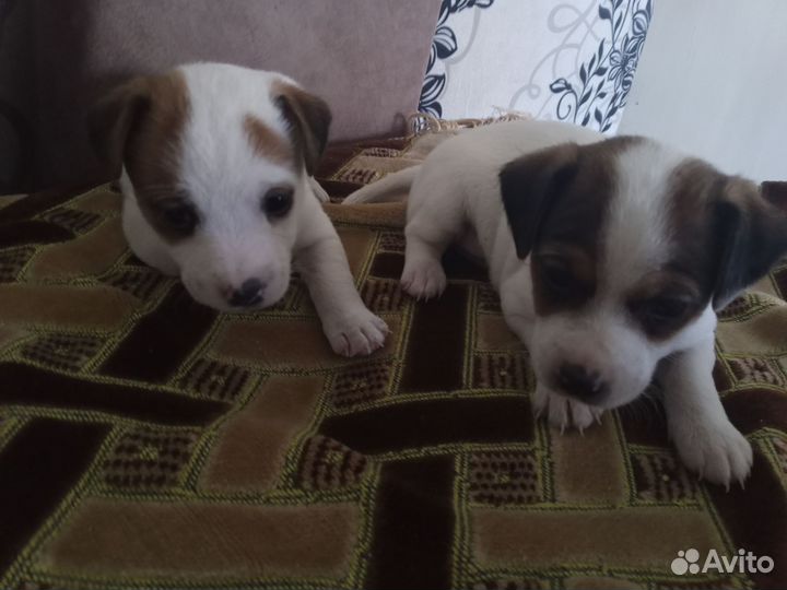Домашние животные собаки щенки