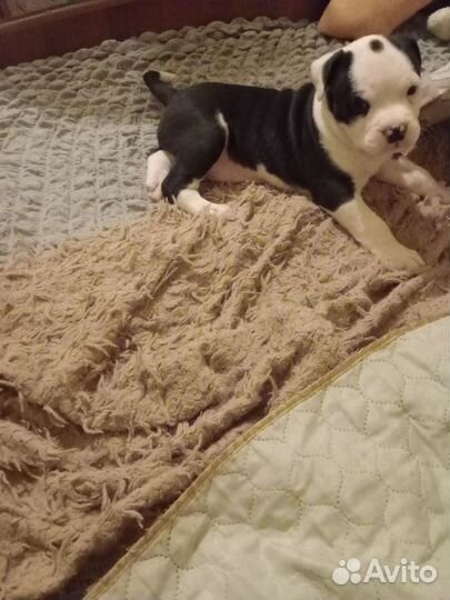 Стаффордширский терьер