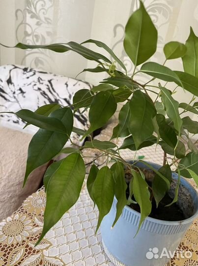 Бенджамина