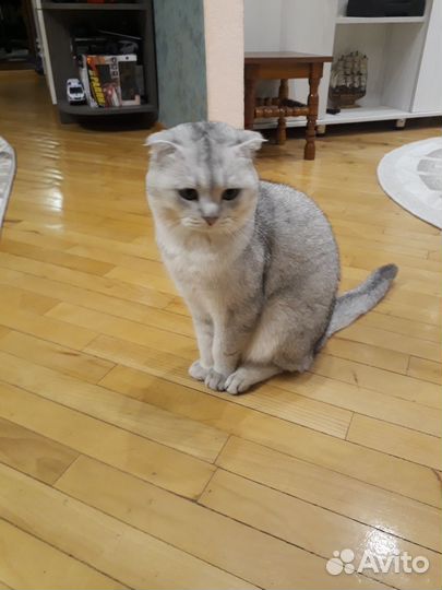 Шотландский вислоухий кот