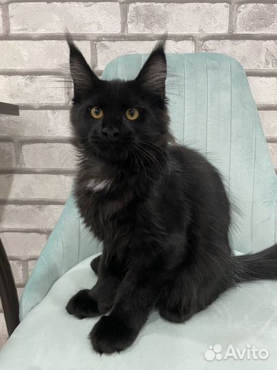 Шикарная девочка Мейн-кун