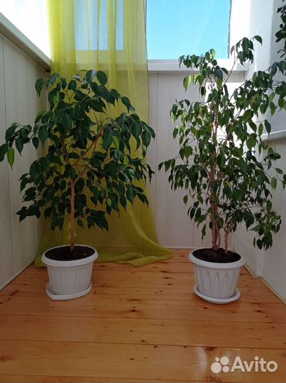 Фикус бенджамина