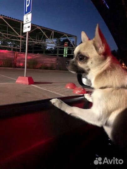 Вязка чихуахуа