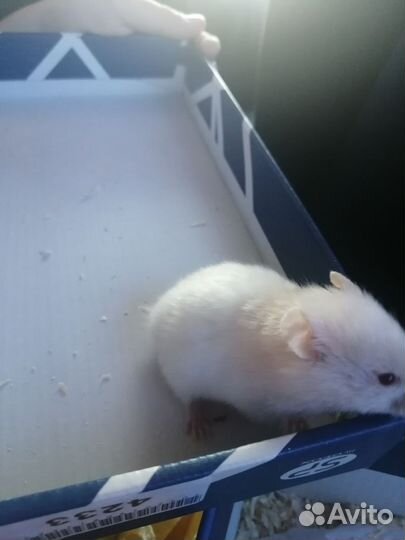 Отдам хомяка бесплатно