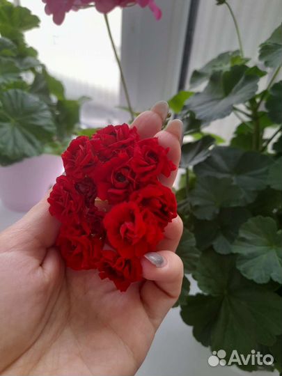 Пеларгония герань