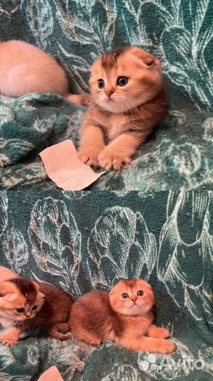 Шикарный кот для вязки