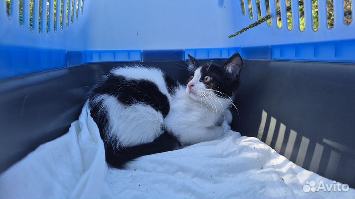 Красивый котенок