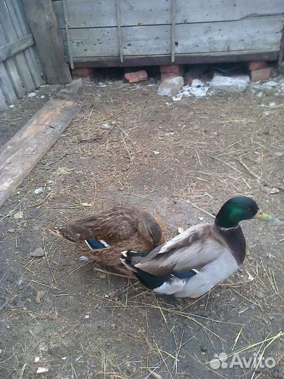 Дикие птицы