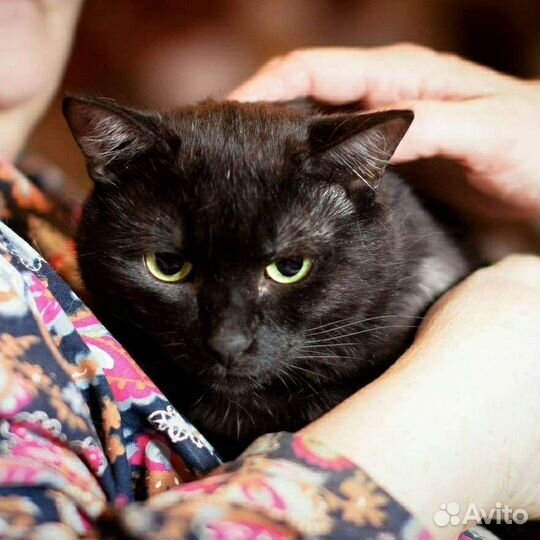 Яша ищет дом