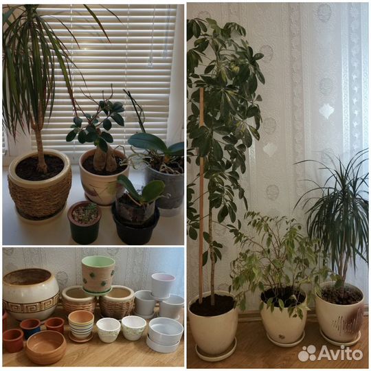 Орхидея Фикус Драцена Горшок