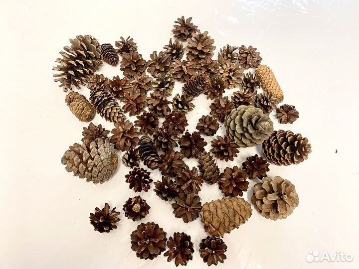 Шишки с природной харизмой