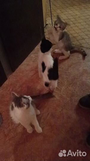 Котята ищут дом и заботливых хозяев