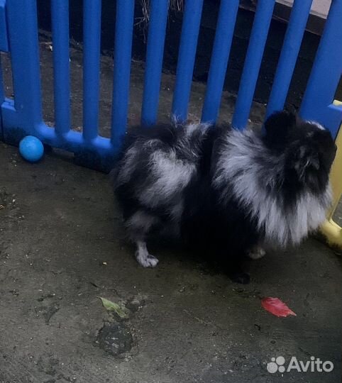 Померанский шпиц нарядный Артемон мерле