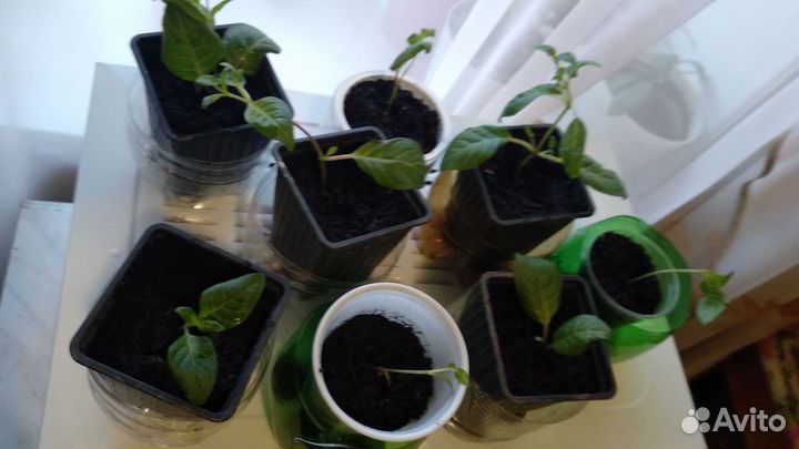 Комнатные цветы фуксия